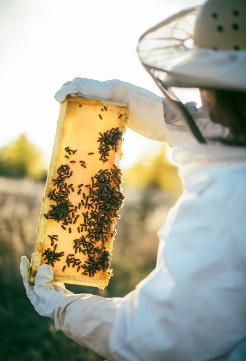 Beekeeper working with hive