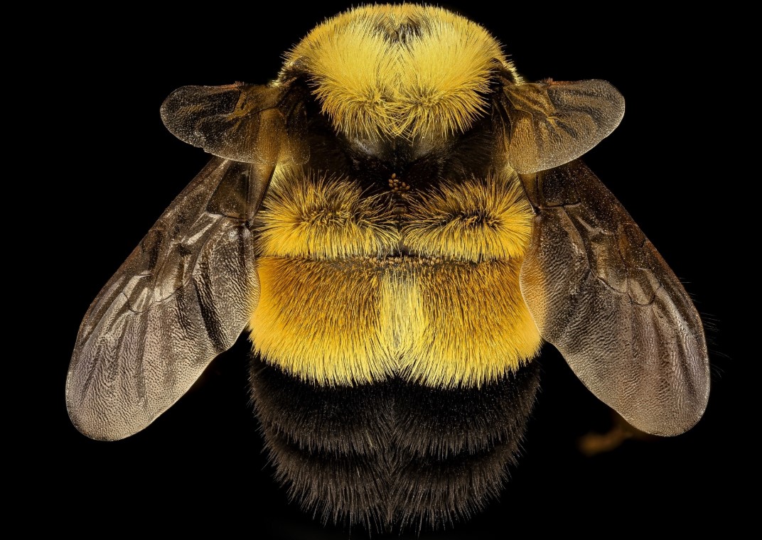 Why Bumblebee Populations Are Declining Faster Than Other Pollinators