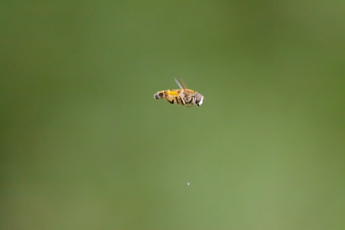 How Bees Fly: The Physics of Bee Flight