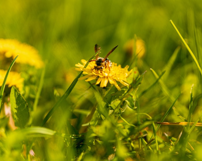 Bee Forage and the Monoculture Nutrition Crisis