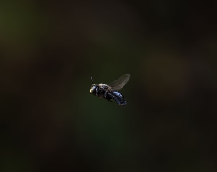 Bee Navigation: Sun Compasses and Cognitive Maps