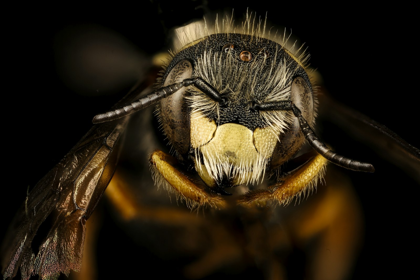 The Bee as Symbol of Power: From Egyptian Pharaohs to Napoleon's Coronation Robe