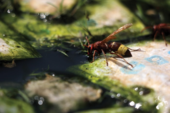 Bee Water Foraging and the Swimming Pool Problem