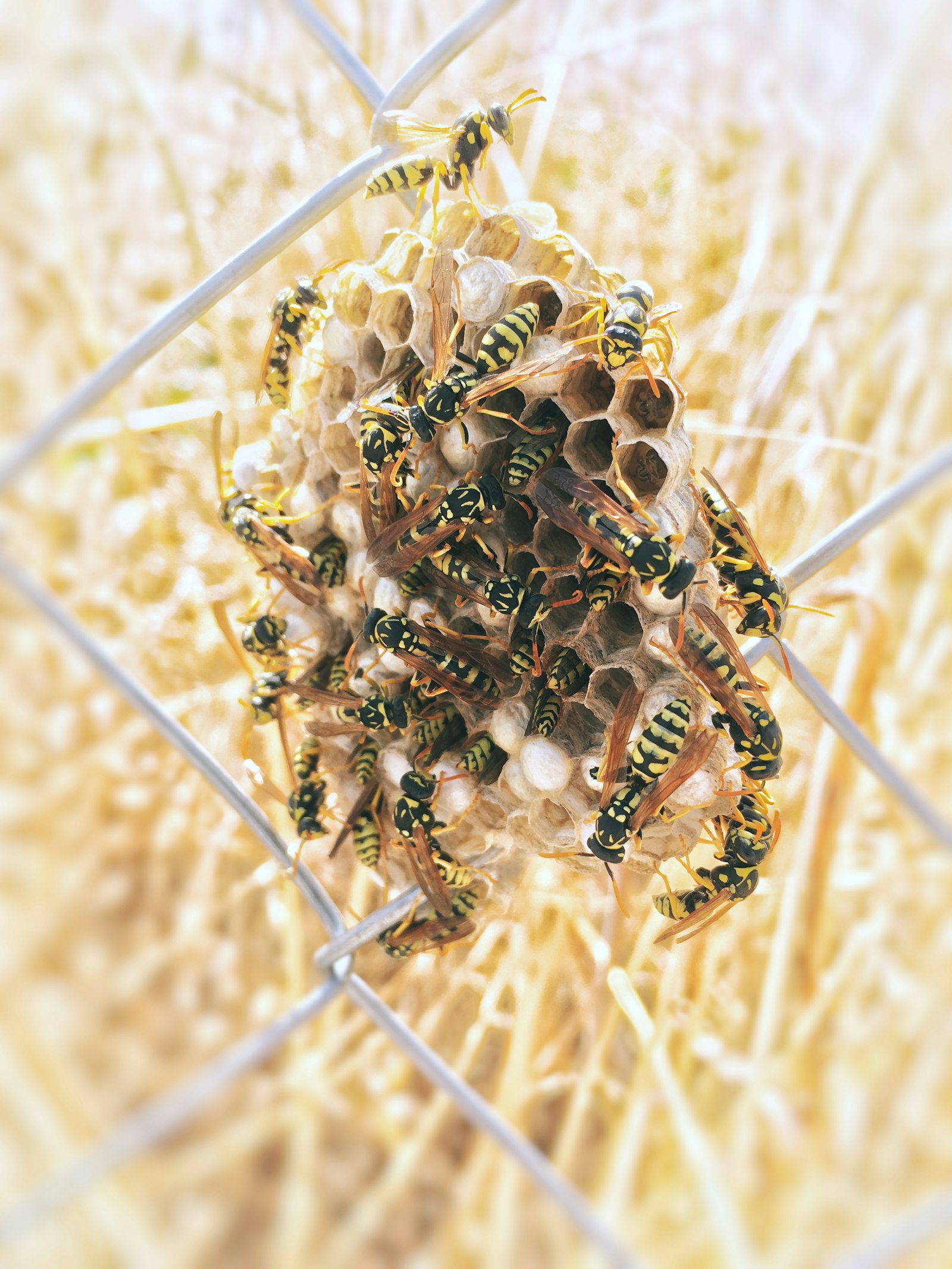 What Actually Separates Bees and Wasps
