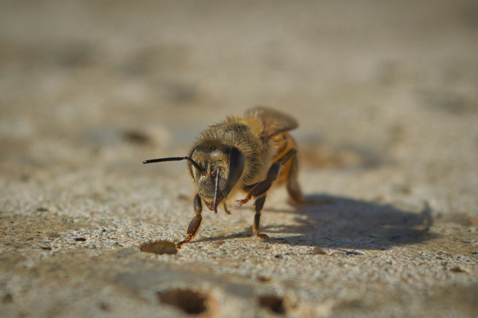Can Bees Smell? The Most Sensitive Nose in Nature