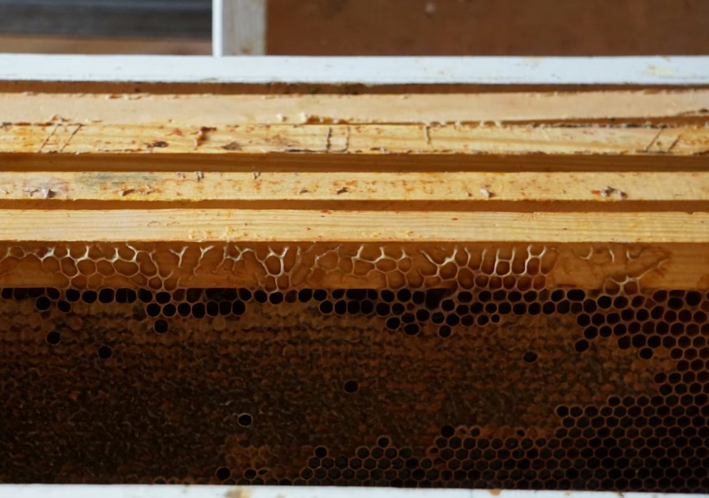 What's Really Behind Colony Collapse Disorder?