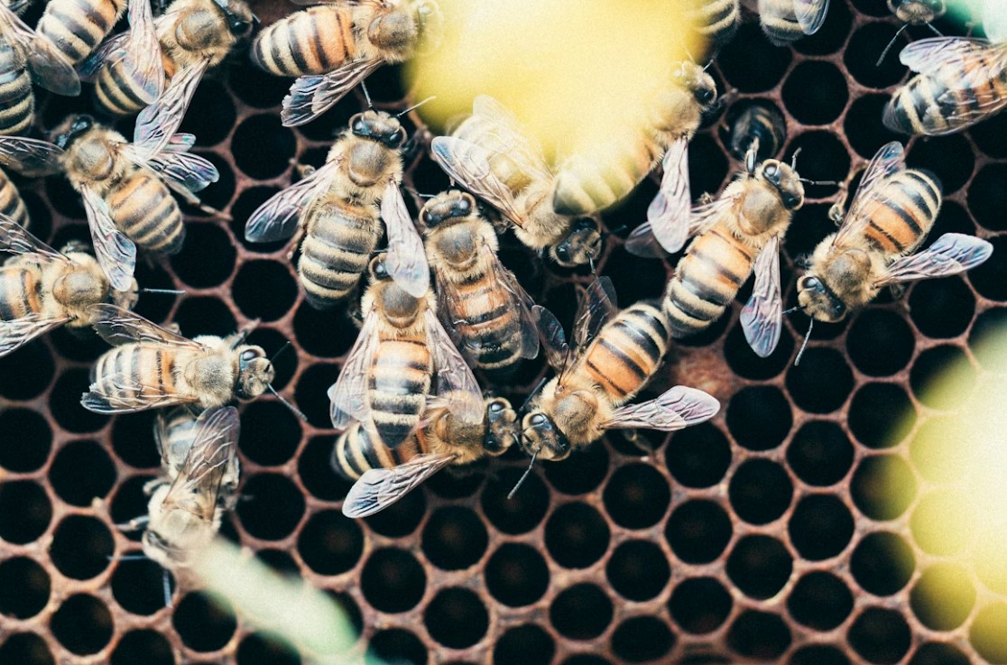 The 2025 Commercial Beekeeping Colony Loss Crisis: Why Professionals Lost 62%
