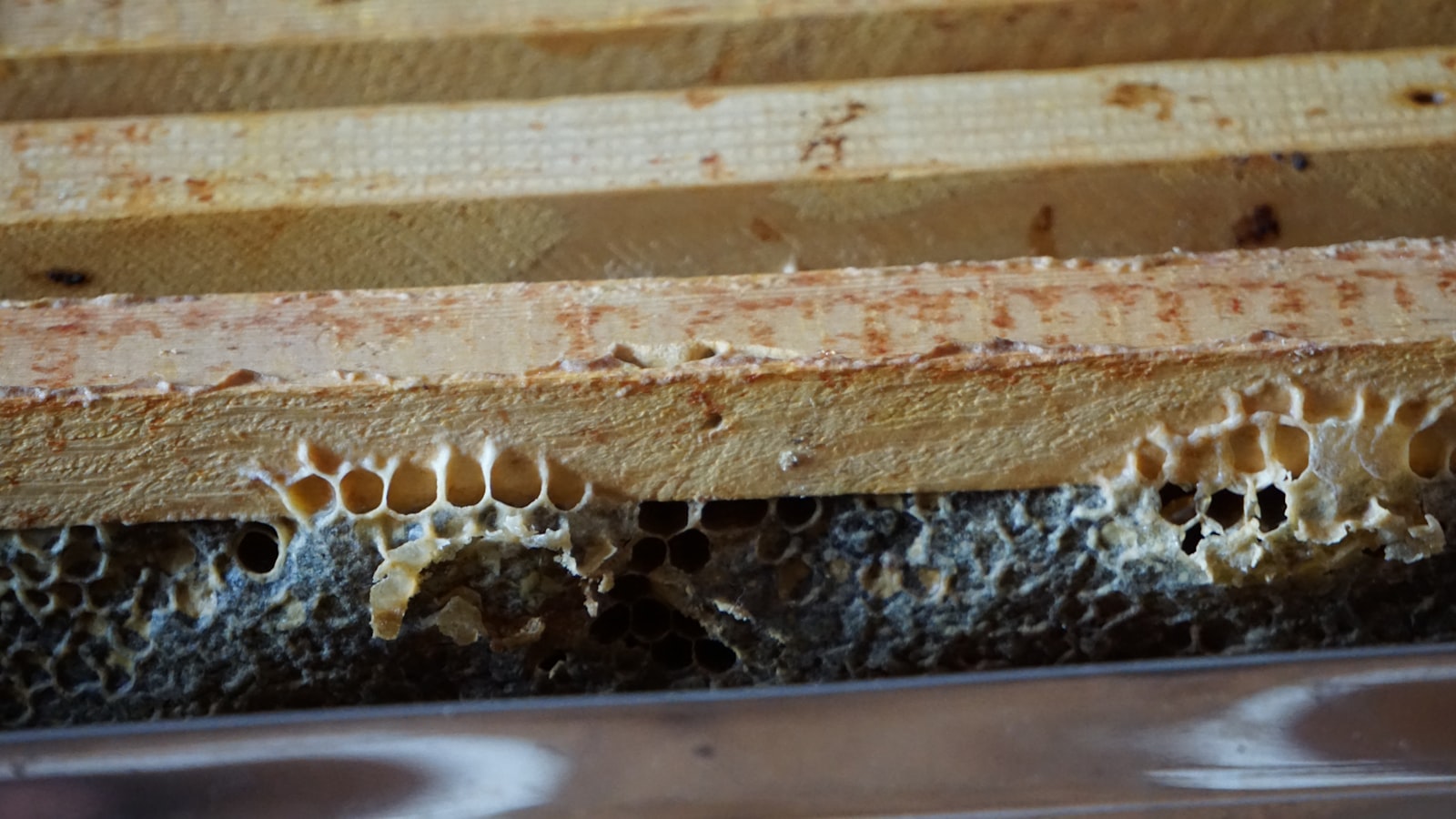 European Foulbrood: The Brood Disease That Fools