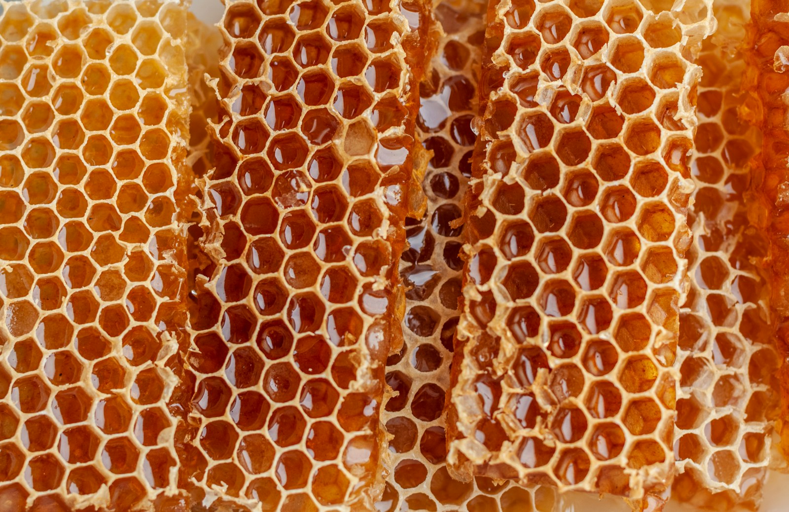 The History of Honey: 8,000 Years, Every Continent