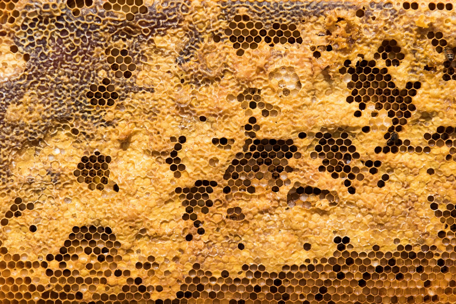 The Honey Bee Life Cycle: Egg, Larva, Pupa, Adult