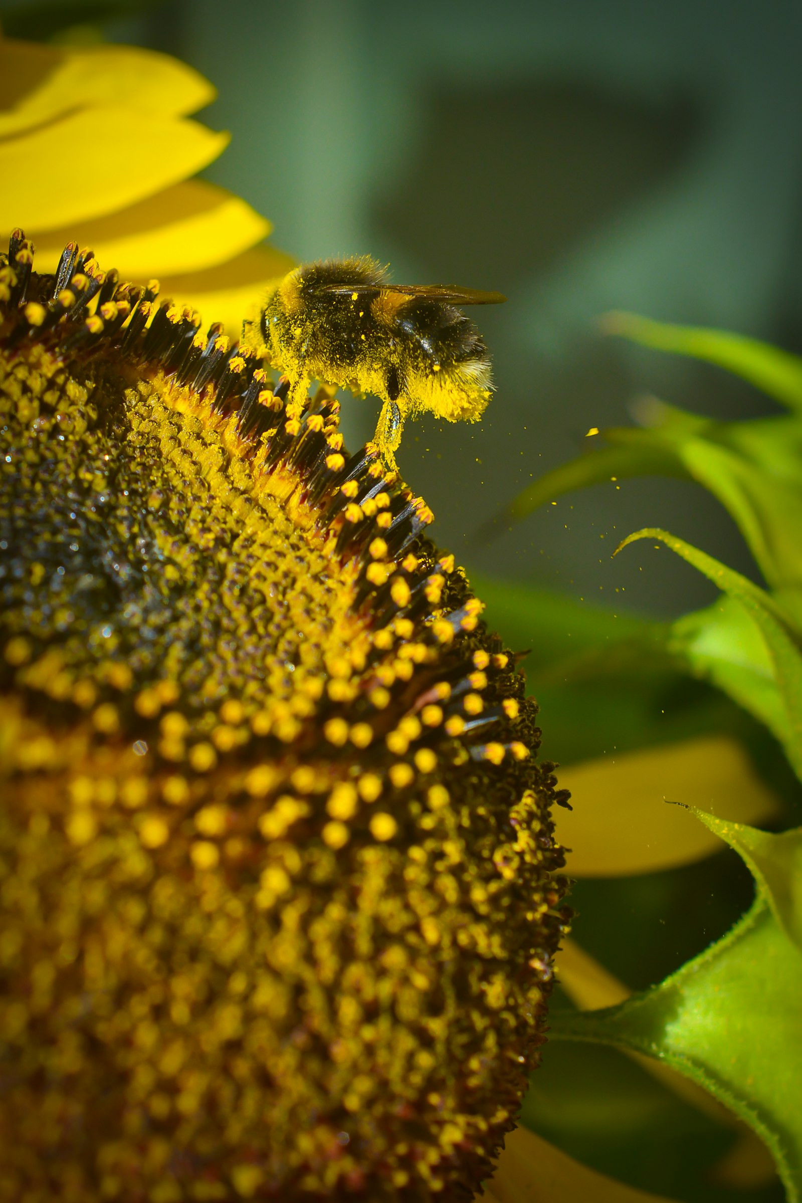 Honey Bee vs. Bumblebee: Two Pollinators, Very Different Stories