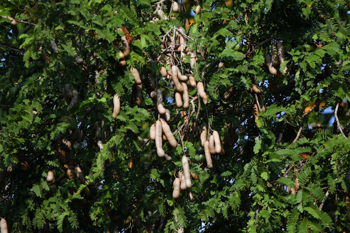 Honeybee Democracy: How Swarms Make Decisions