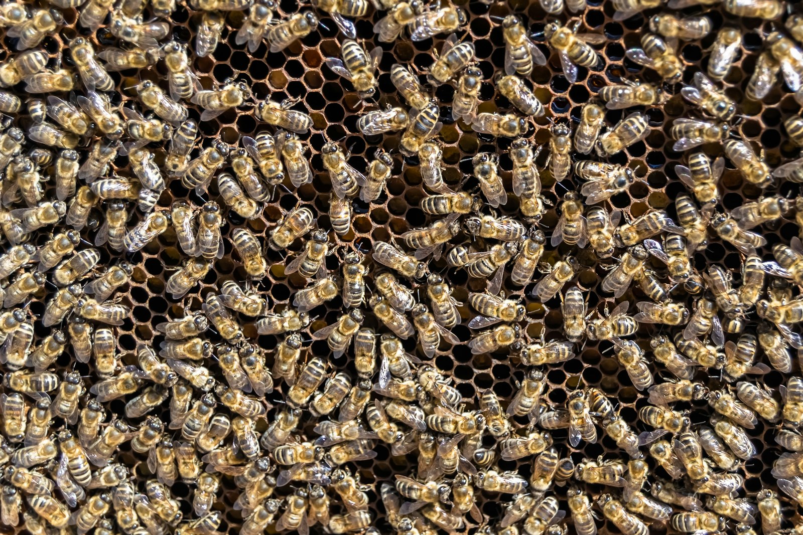 How Do Bees Communicate? Dance, Chemistry, and Sound