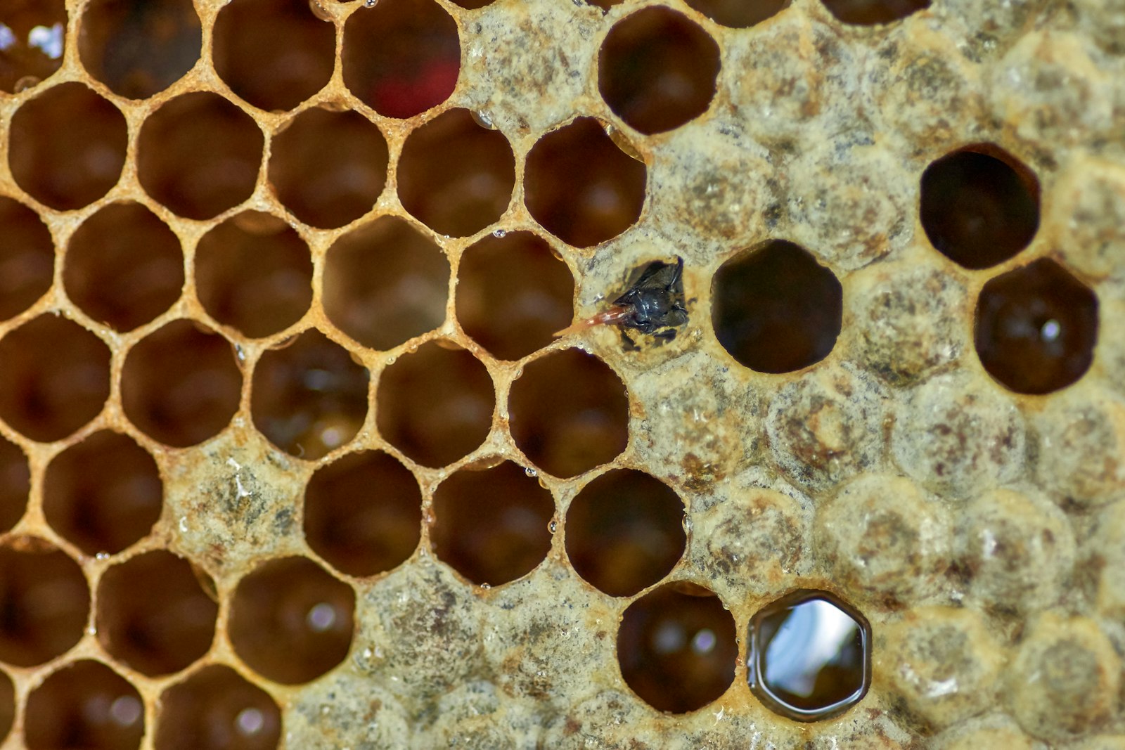 How Bees Make Wax: The Energy Math Behind the Honeycomb