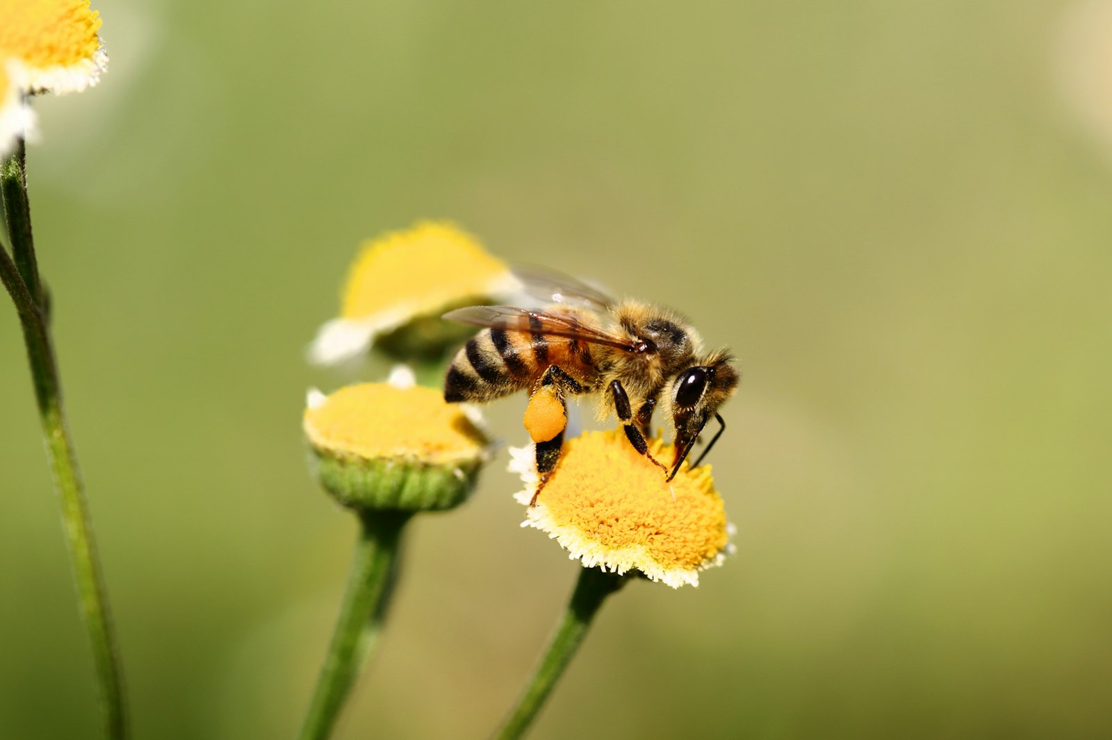 How Long Do Bees Live? Worker, Queen, and Drone Lifespans Compared