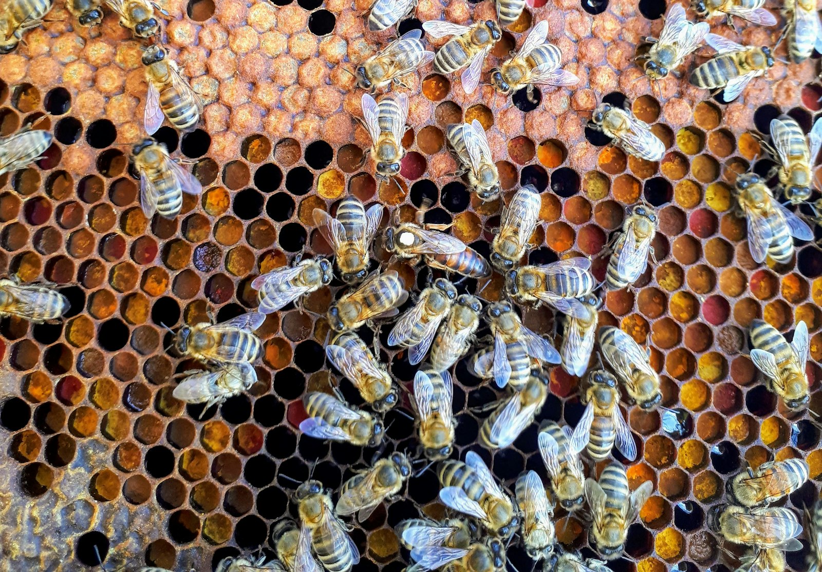 How Long Queen Bees Live - And What Cuts That Short
