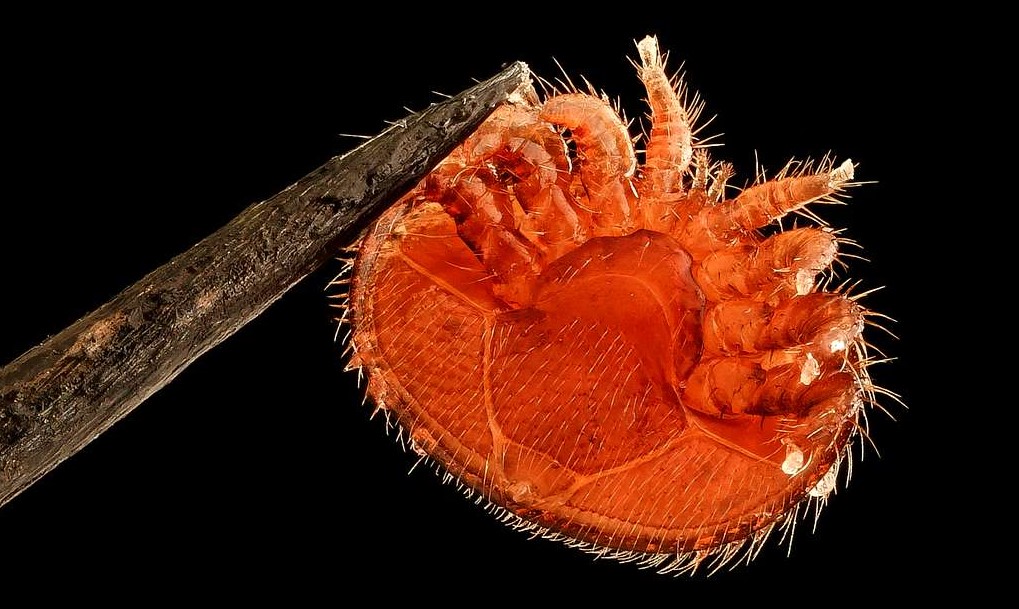 The Oxalic Acid Treatment: When Winter Mite Control Became Standard