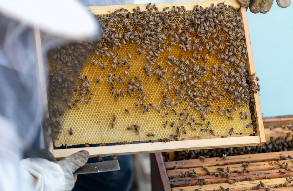 Package Bees vs. Nucleus Colonies: The $200 Difference Explained