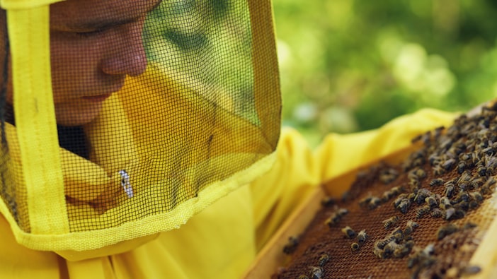 Queen Rearing: Grafting and the Breeding Industry
