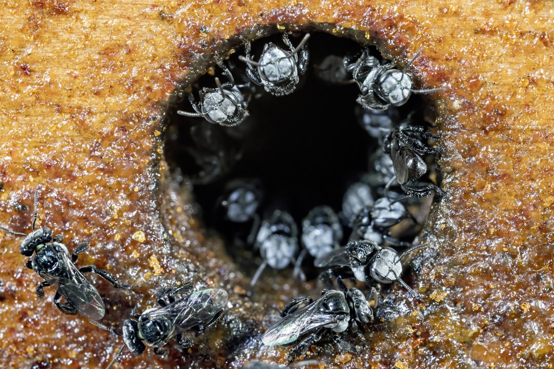 Robbing Behavior: When Bees Steal From Other Hives