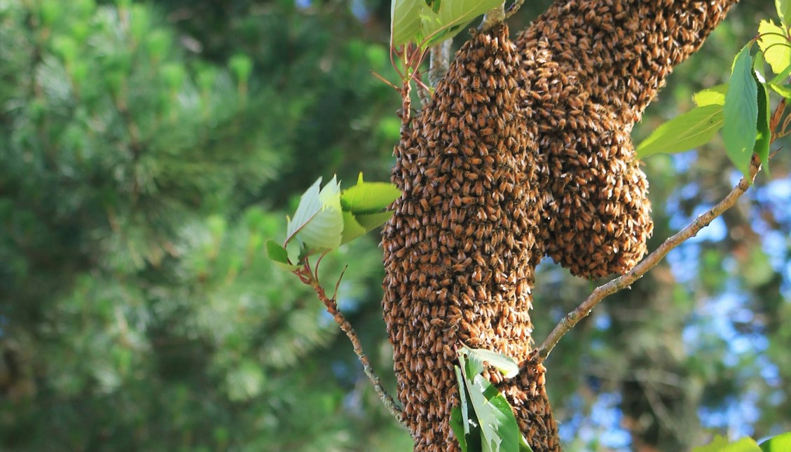 The Swarm Landed in Your Neighbor's Tree: What Beekeepers Actually Do