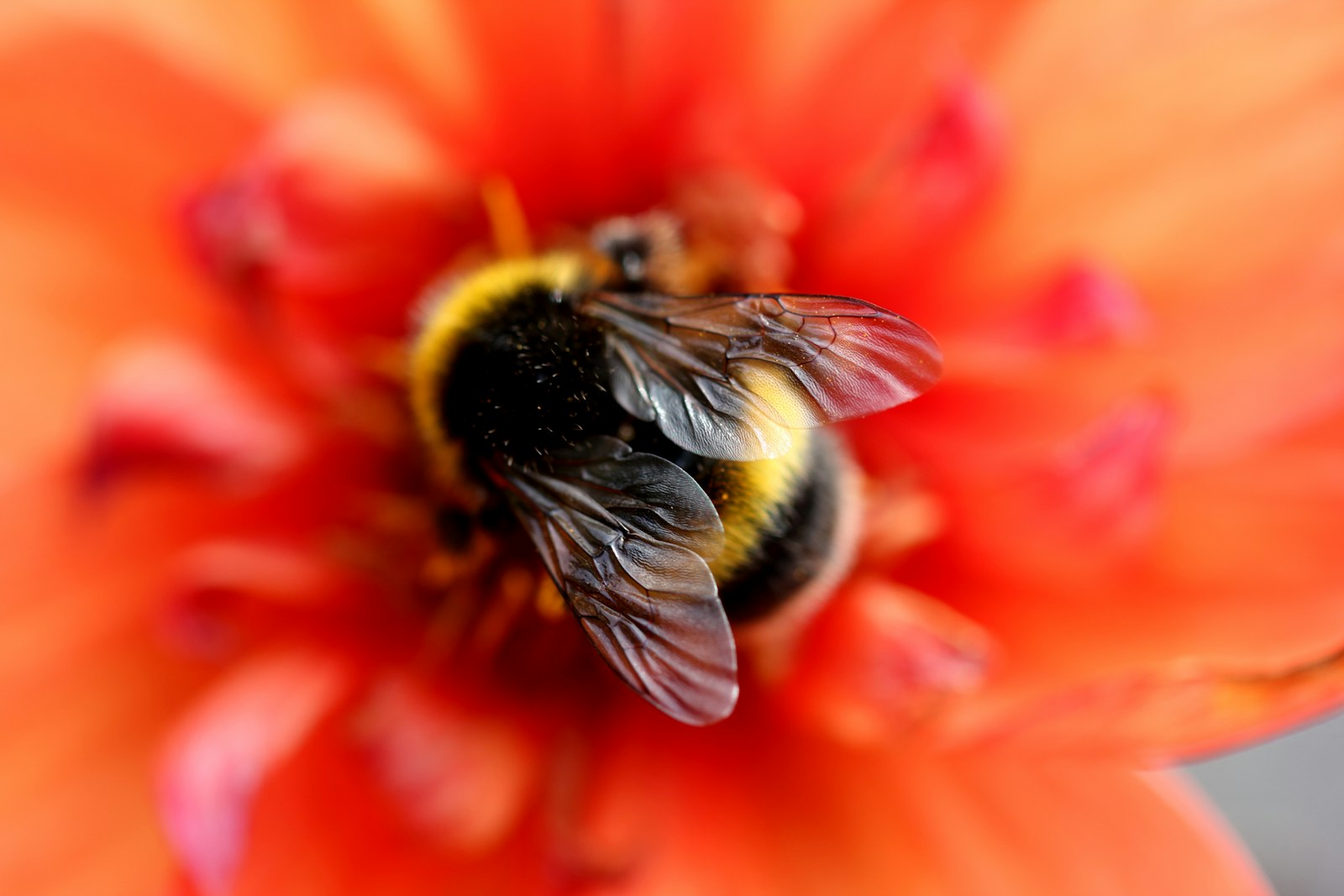 Types of Bees: The Honey Bee Is Actually the Outlier