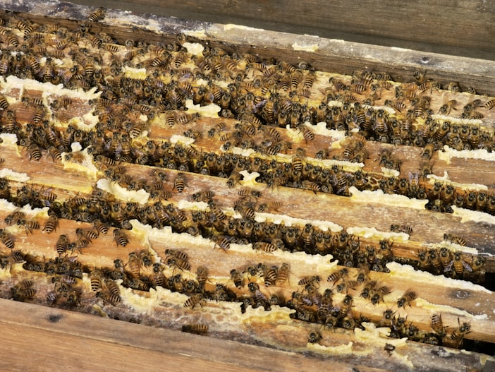 Varroa Treatment Timeline: When Beekeepers Treat