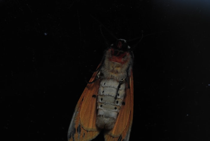 Wax Moths and What Happens to Stored Equipment