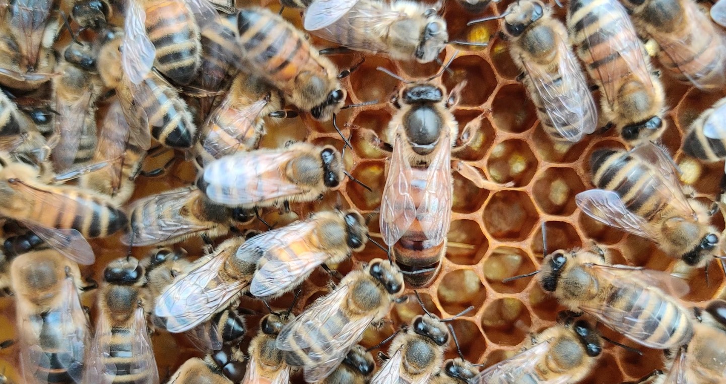 What Happens When Your Queen Dies During Winter