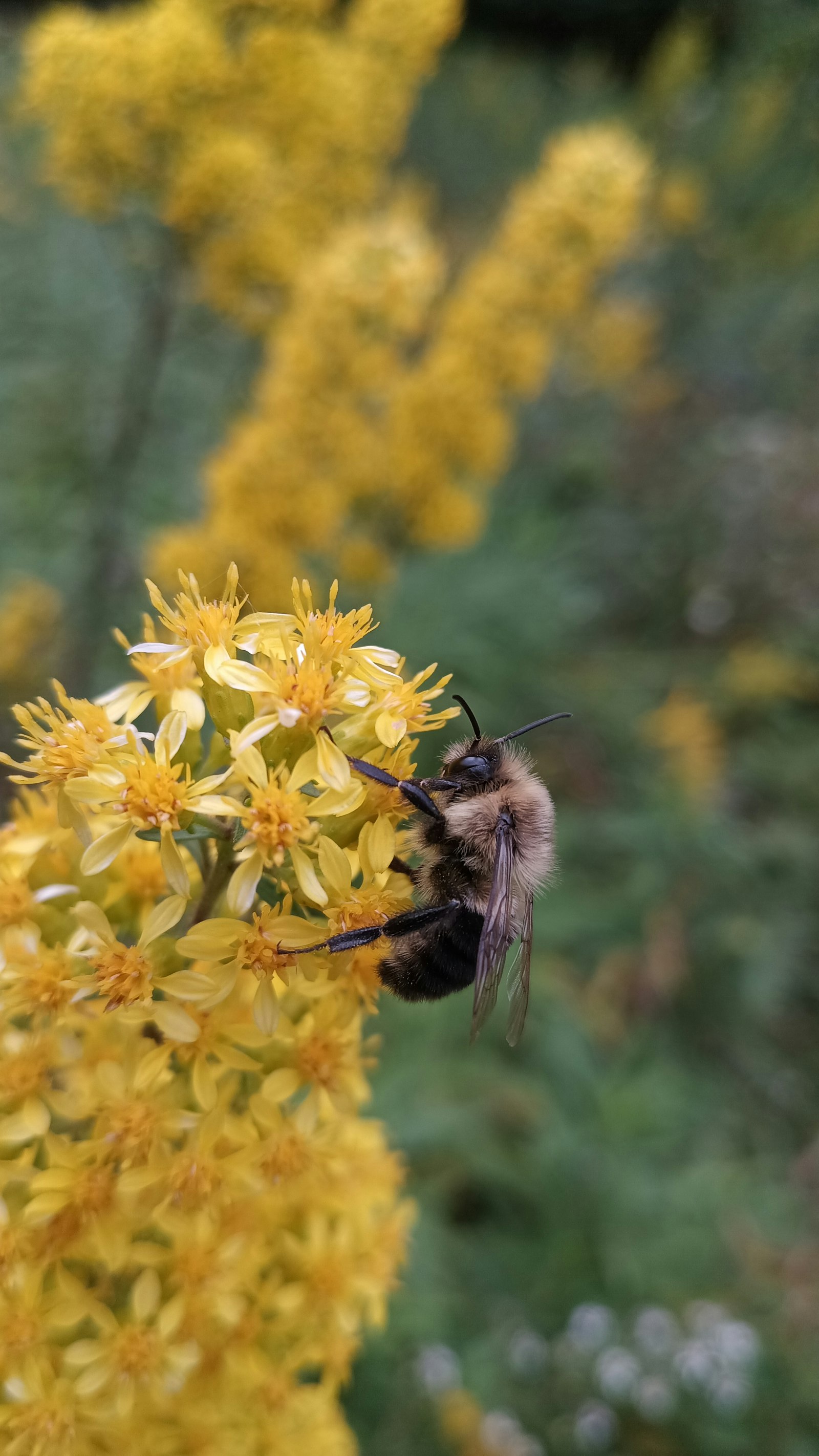 What Month Do Bees Die Off? The Autumn Decline Explained