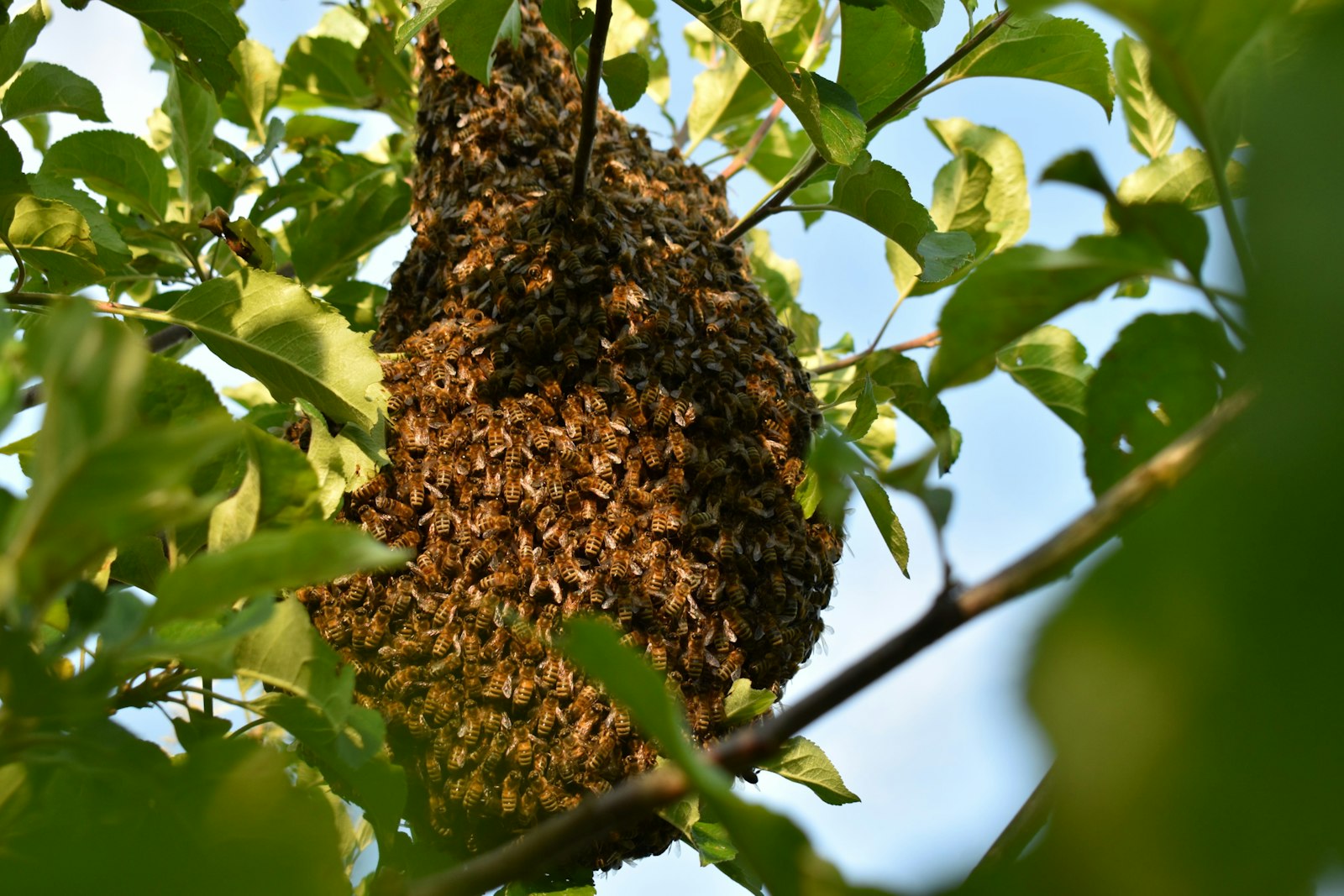 Why Do Bees Swarm - The Colony Logic Behind the Spectacle