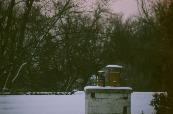 The Winter Bee Cluster: How Colonies Survive Cold