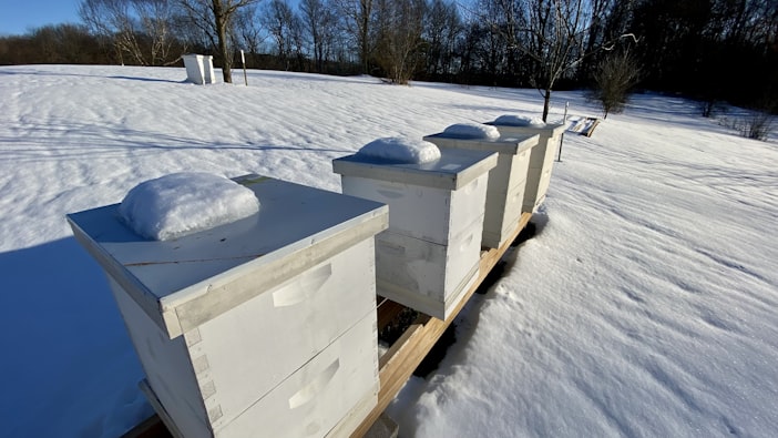 Winter Bee Management and the Cold Storage Revolution