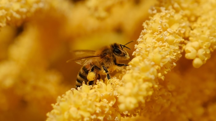 Worker Bee Lifespan: Six Weeks From Birth to Death