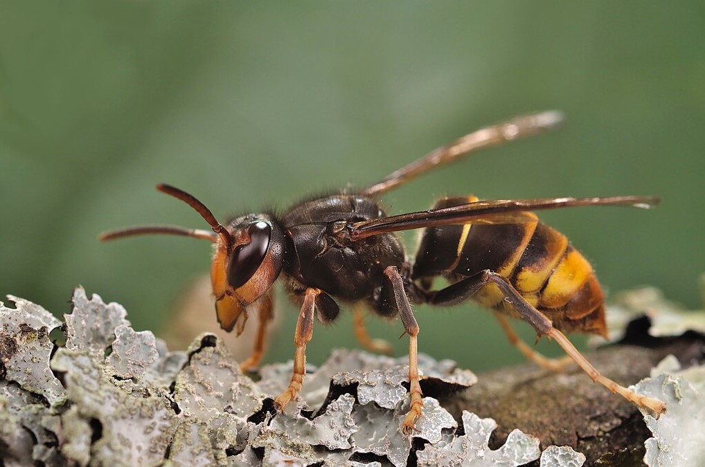 The Yellow-Legged Hornet Invasion: From One Georgia Sighting to 50+ Nests